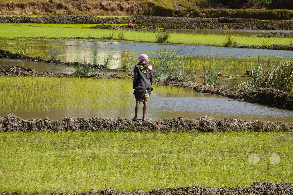 Madagaskar - Manandoana - Landschaft - Reisfelder