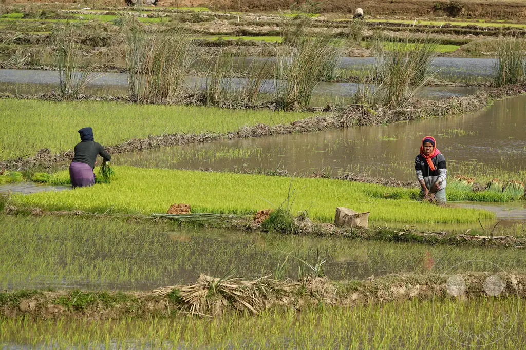 Madagaskar - Manandoana - Streetlife - Reisfelder - Reis pflanzen