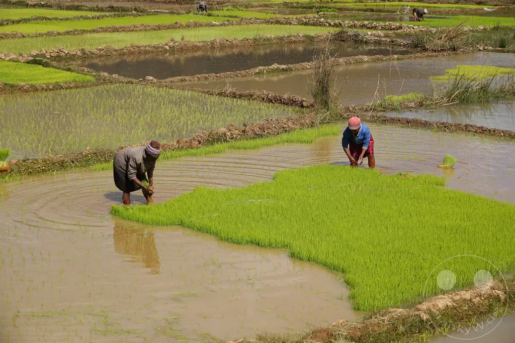 Madagaskar - Manandoana - Streetlife - Reisfelder - Reis pflanzen