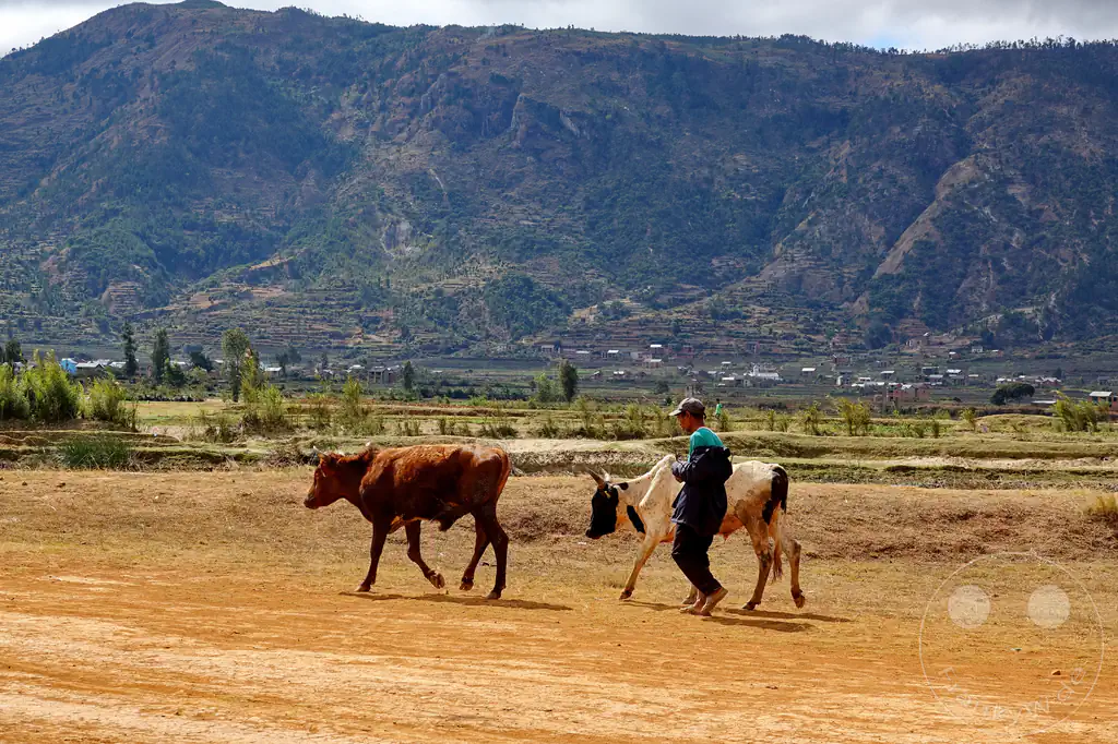 Madagaskar - Manandoana - Streetlife - Zebuh treiben