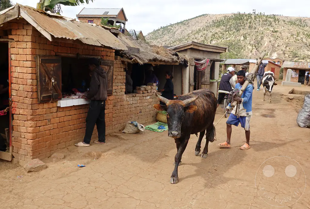 Madagaskar - Manandoana - Streetlife - Zebu treiben