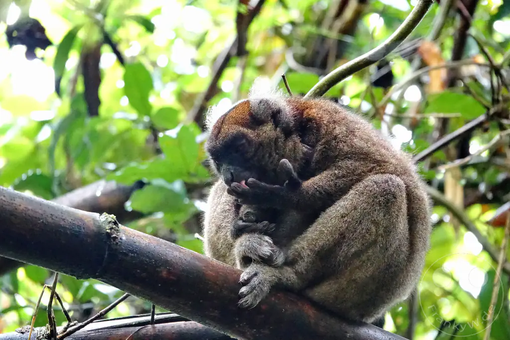Madagaskar - Ranomafana National Park - Goldener Bambuslemur