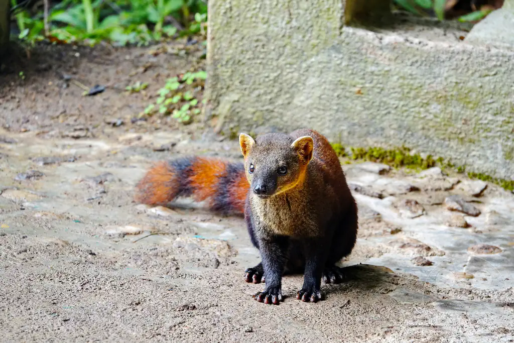 Madagaskar - Ranomafana National Park - Ringelschwanzmungo
