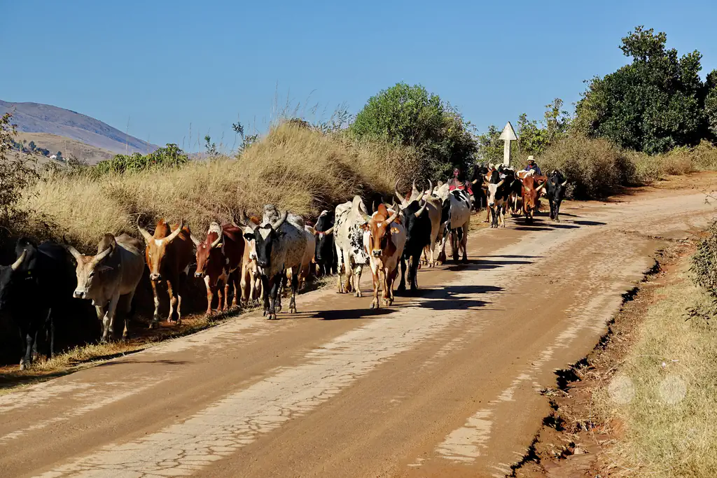 Madagaskar- Talata Ampano - Zebuh - Viehtrieb zum Schlachthaus in Antananarivo