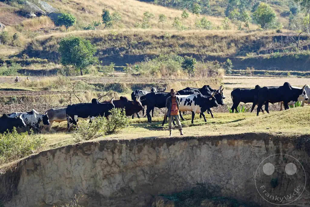 Madagaskar- Talata Ampano - Zebuh - Viehtrieb zum Schlachthaus in Antananarivo