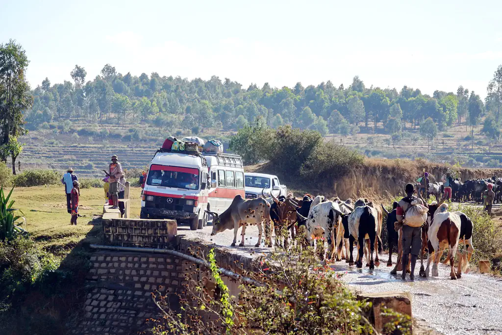 Madagaskar- Talata Ampano - Zebuh - Viehtrieb zum Schlachthaus in Antananarivo