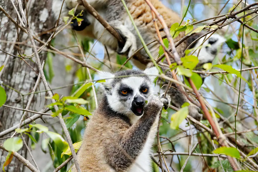 Madagaskar - Anja Community Reserve - Lemuren - Kattas
