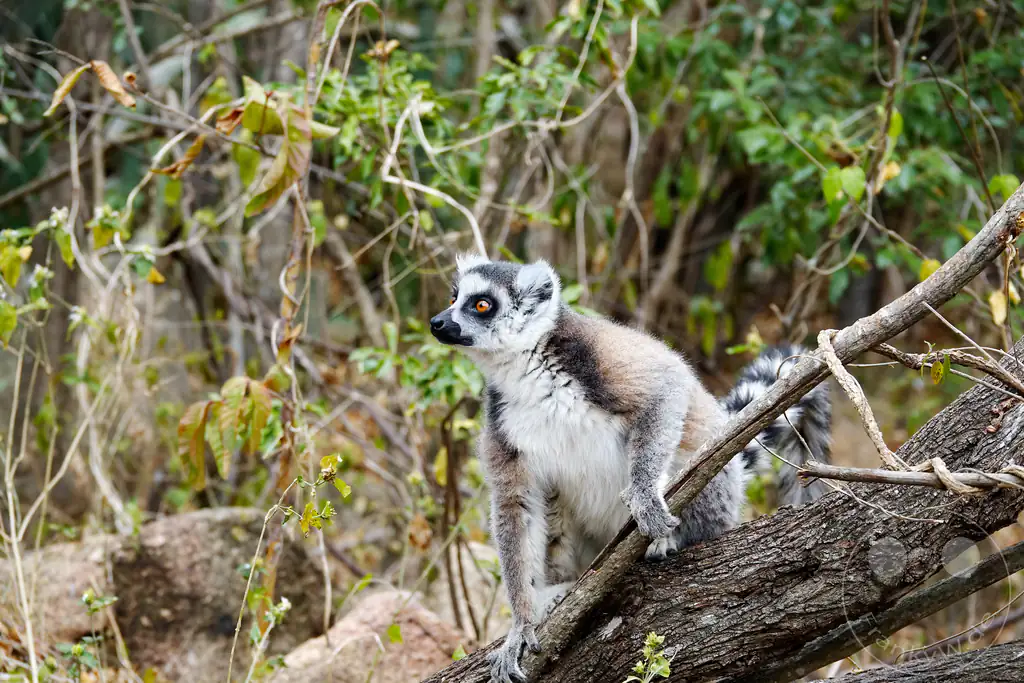Madagaskar - Anja Community Reserve - Lemuren - Kattas