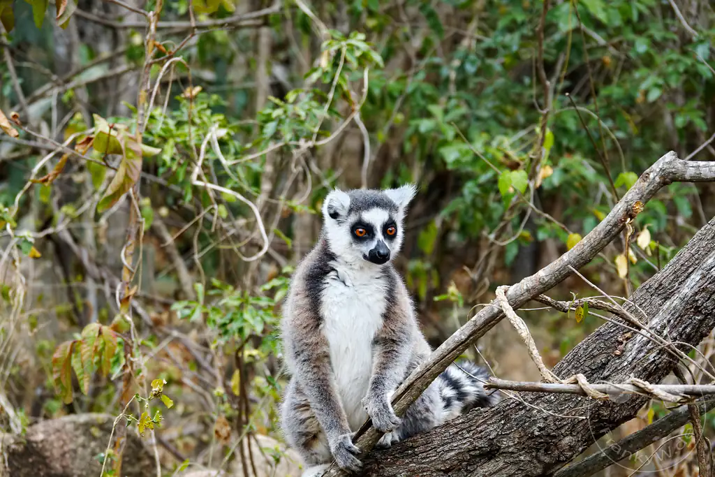 Madagaskar - Anja Community Reserve - Lemuren - Kattas