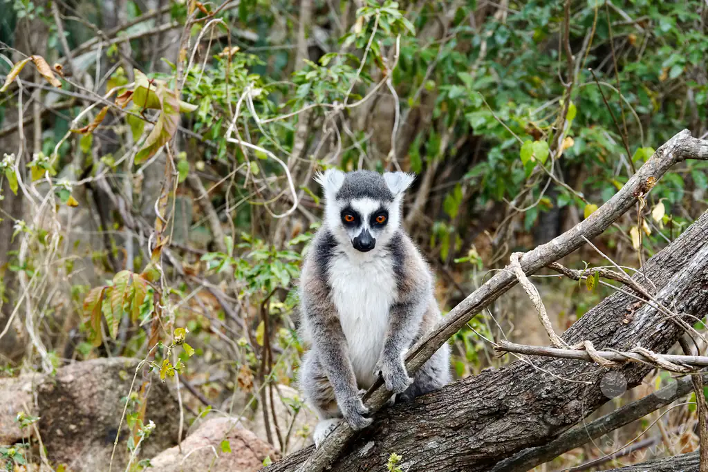 Madagaskar - Anja Community Reserve - Lemuren - Kattas