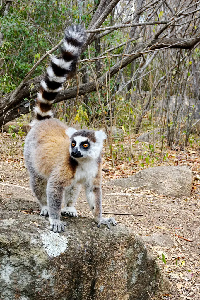Madagaskar - Anja Community Reserve - Lemuren - Kattas