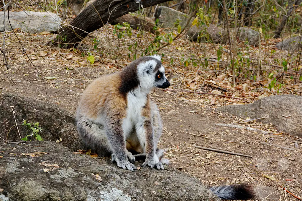 Madagaskar - Anja Community Reserve - Lemuren - Kattas