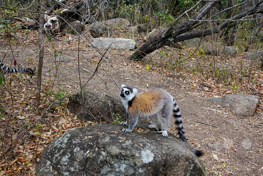 Madagaskar - Anja Community Reserve - Lemuren - Kattas