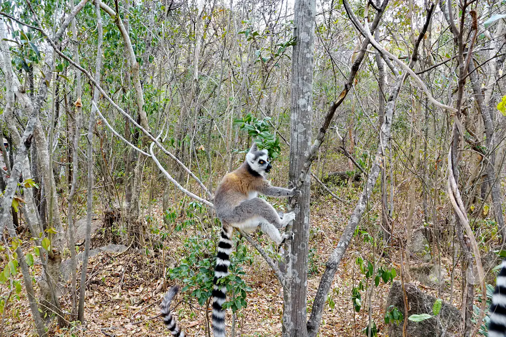 Madagaskar - Anja Community Reserve - Lemuren - Kattas