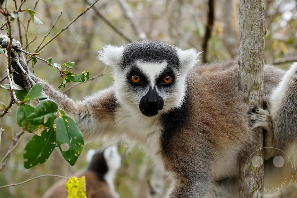 Madagaskar - Anja Community Reserve - Lemuren - Kattas