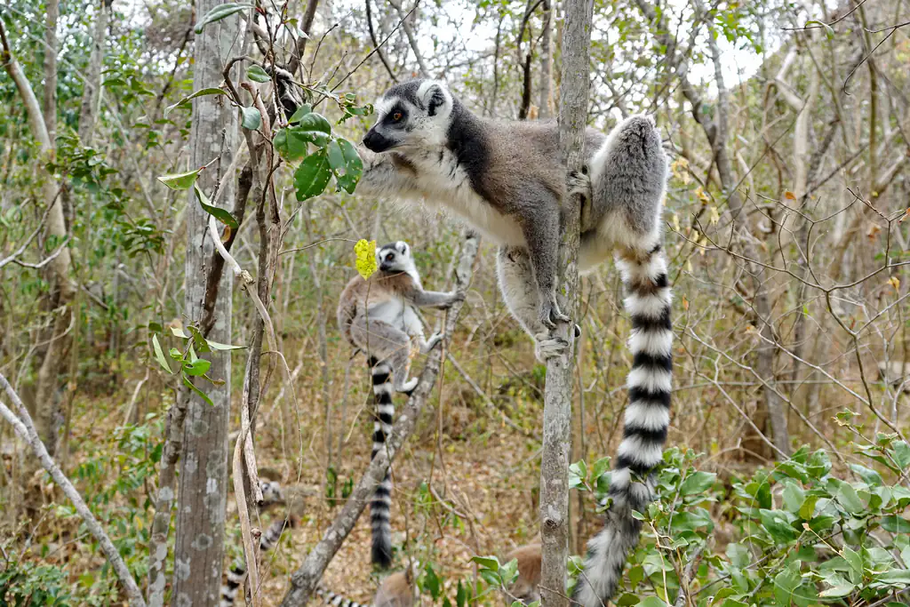 Madagaskar - Anja Community Reserve - Lemuren - Kattas