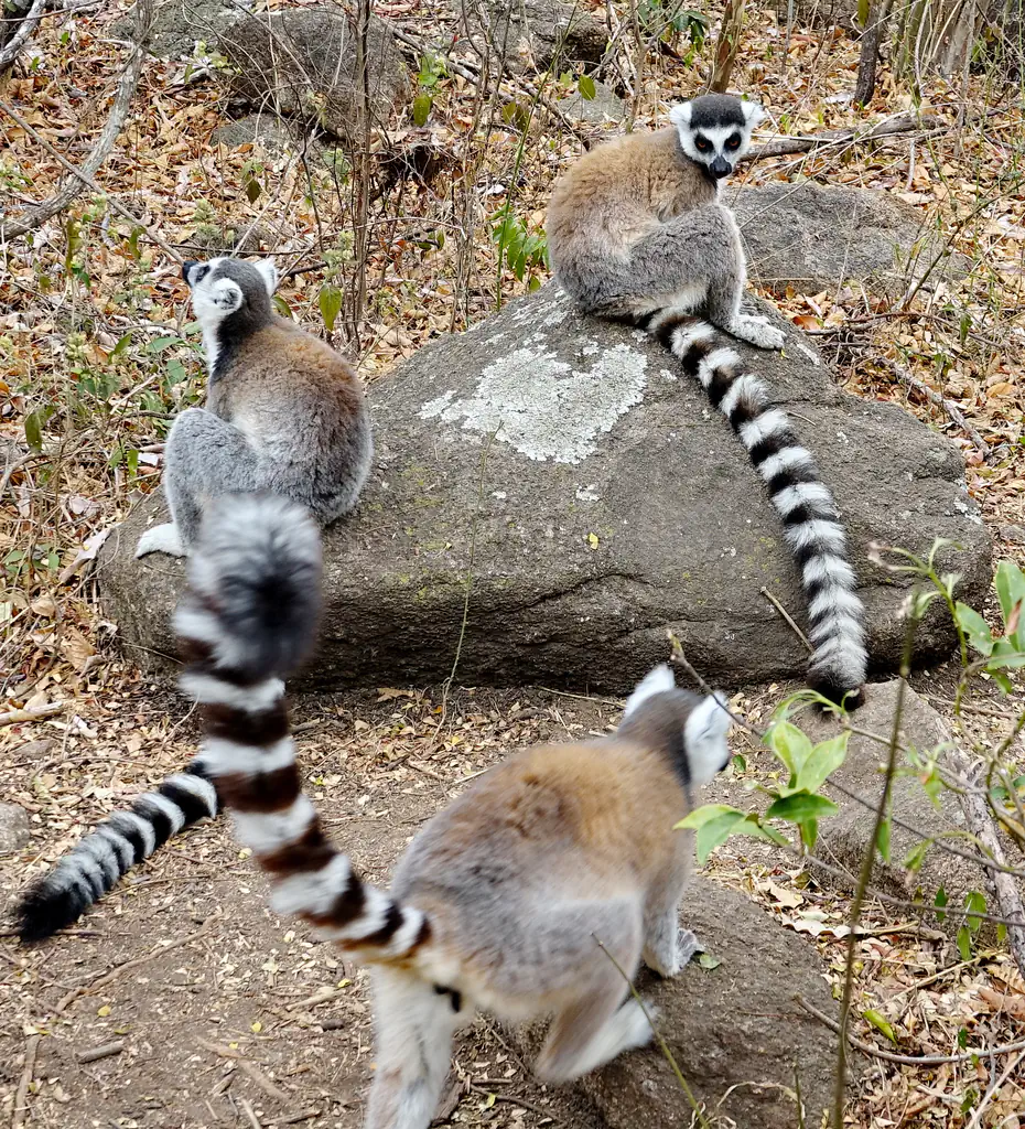 Madagaskar - Anja Community Reserve - Lemuren - Kattas