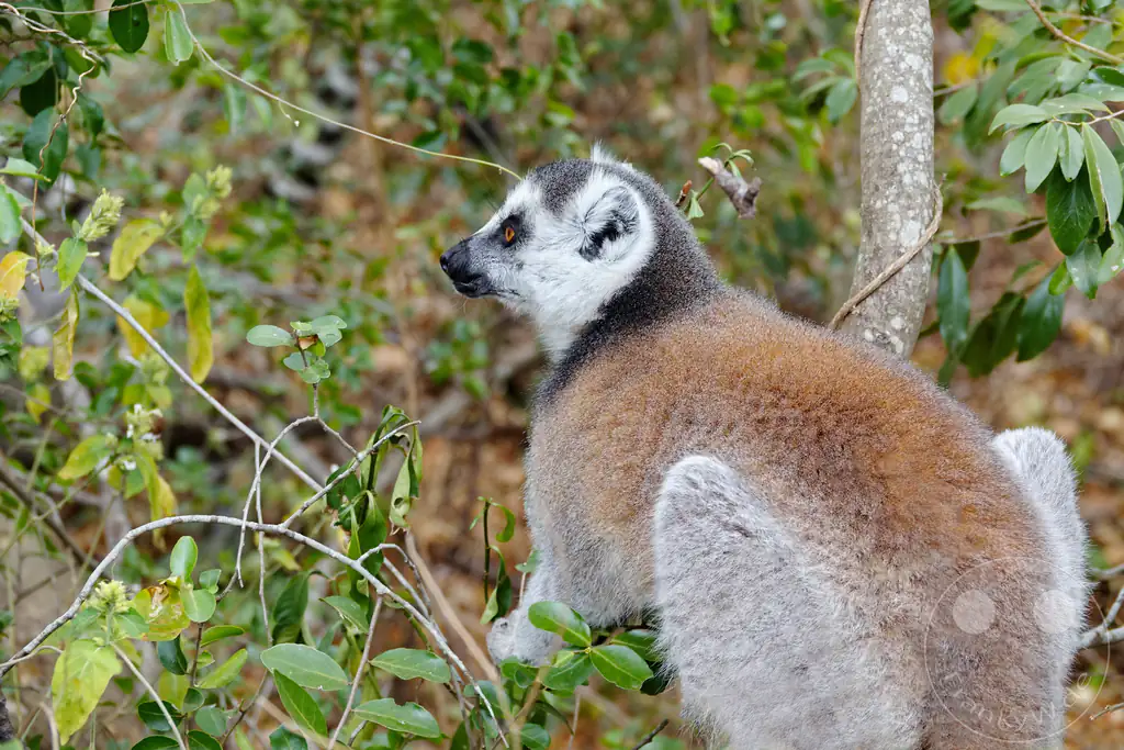Madagaskar - Anja Community Reserve - Lemuren - Kattas