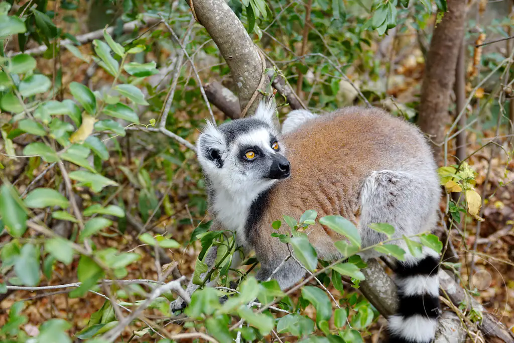 Madagaskar - Anja Community Reserve - Lemuren - Kattas