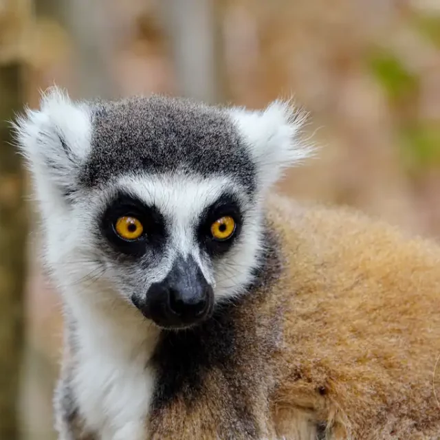 Madagaskar - Anja Community Reserve - Lemuren - Kattas