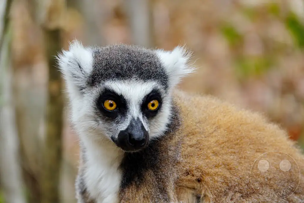 Madagaskar - Anja Community Reserve - Lemuren - Kattas