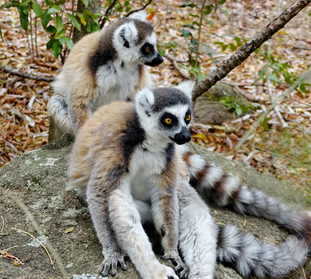 Madagaskar - Anja Community Reserve - Lemuren - Kattas