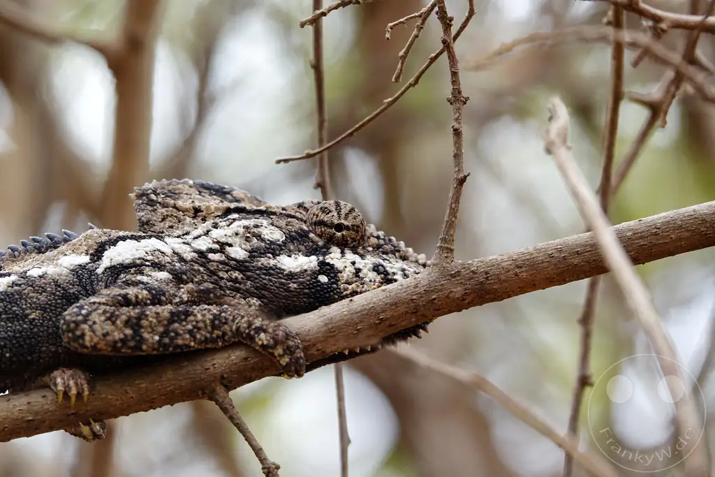 Madagaskar - Anja Community Reserve - Panther Chameleon