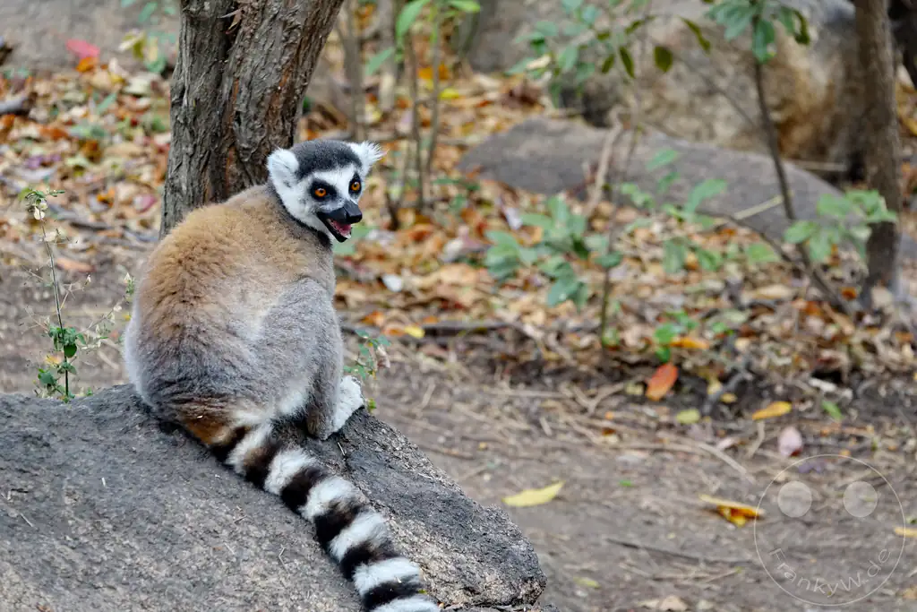 Madagaskar - Anja Community Reserve - Lemuren - Kattas