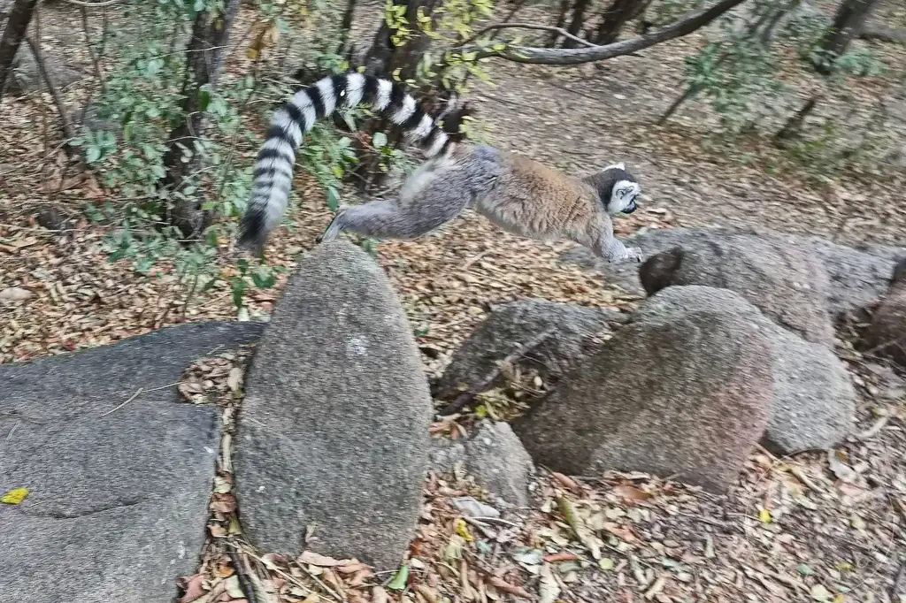 Madagaskar - Anja Community Reserve - Lemuren - Kattas