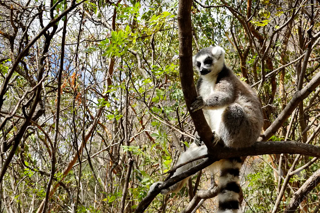 Madagaskar - Anja Community Reserve - Lemuren - Kattas