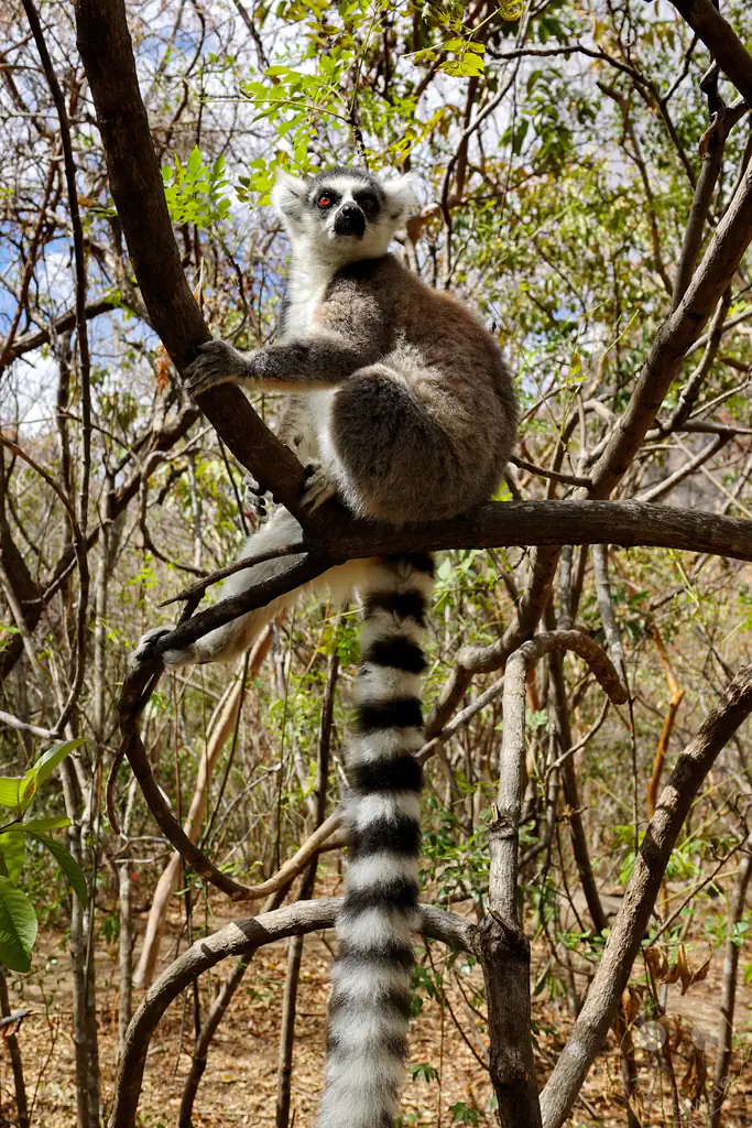 Madagaskar - Anja Community Reserve - Lemuren - Kattas
