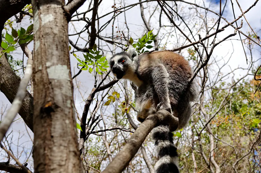 Madagaskar - Anja Community Reserve - Lemuren - Kattas