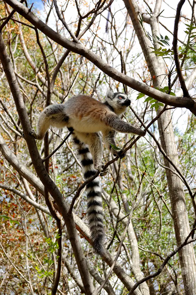 Madagaskar - Anja Community Reserve - Lemuren - Kattas