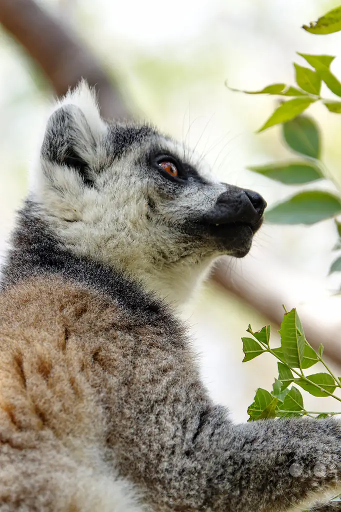 Madagaskar - Anja Community Reserve - Lemuren - Kattas