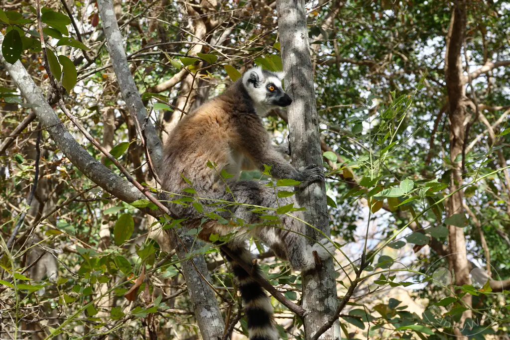 Madagaskar - Anja Community Reserve - Lemuren - Kattas