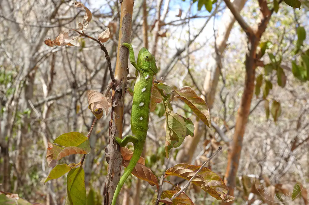 Madagaskar - Anja Community Reserve - grünes Panther Chamäleon