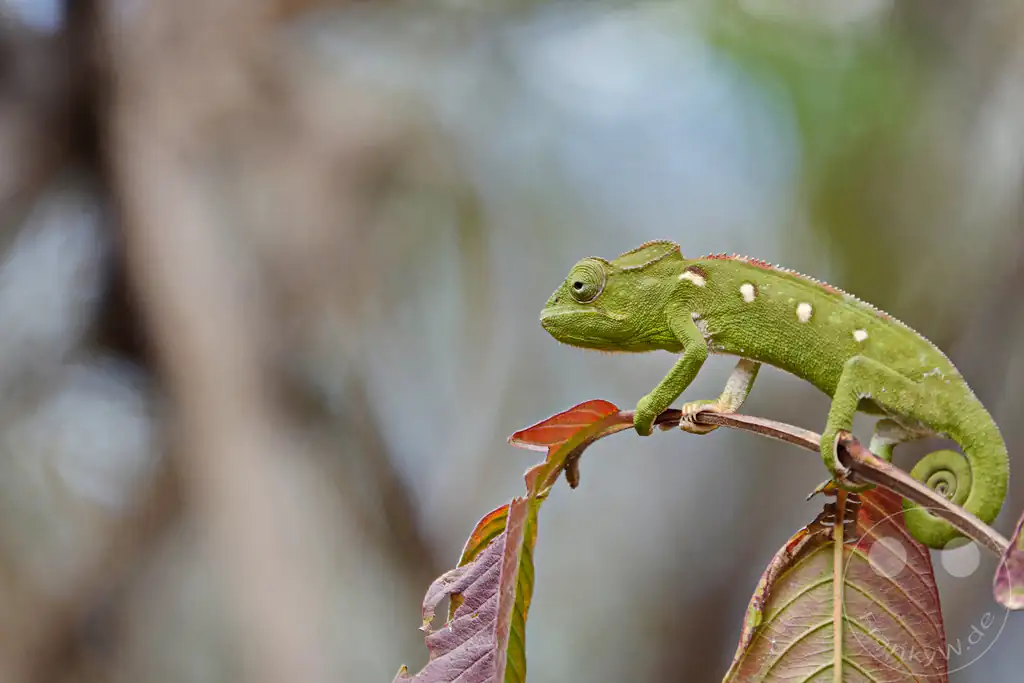 Madagaskar - Anja Community Reserve - grünes Panther Chamäleon