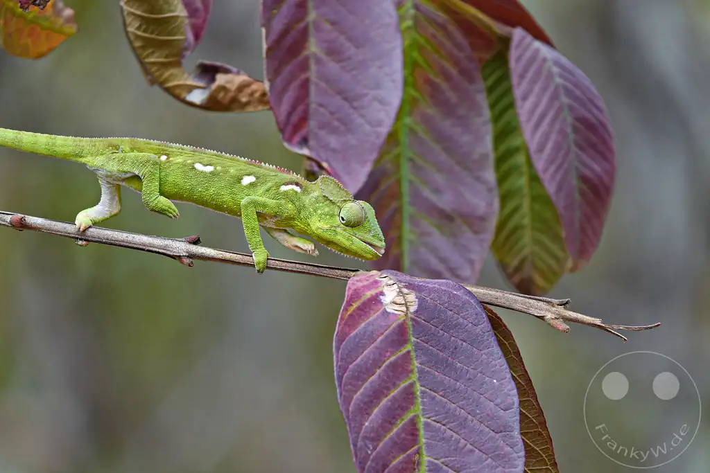 Madagaskar - Anja Community Reserve - grünes Panther Chamäleon