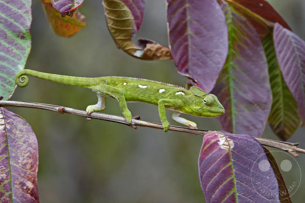 Madagaskar - Anja Community Reserve - grünes Panther Chamäleon