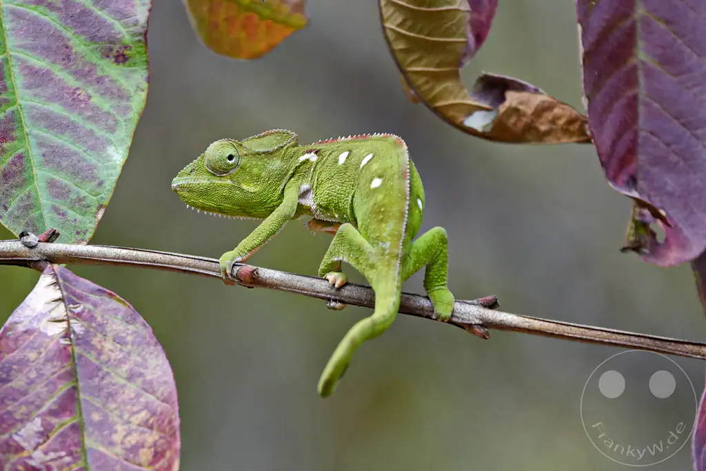 Madagaskar - Anja Community Reserve - grünes Panther Chamäleon