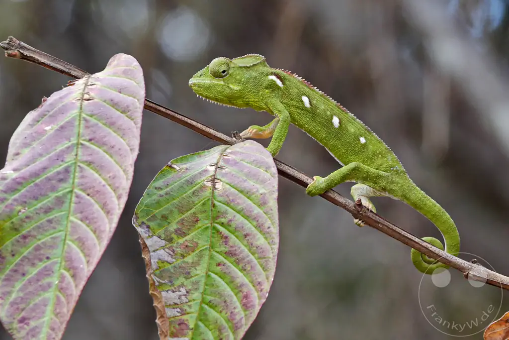 Madagaskar - Anja Community Reserve - grünes Panther Chamäleon