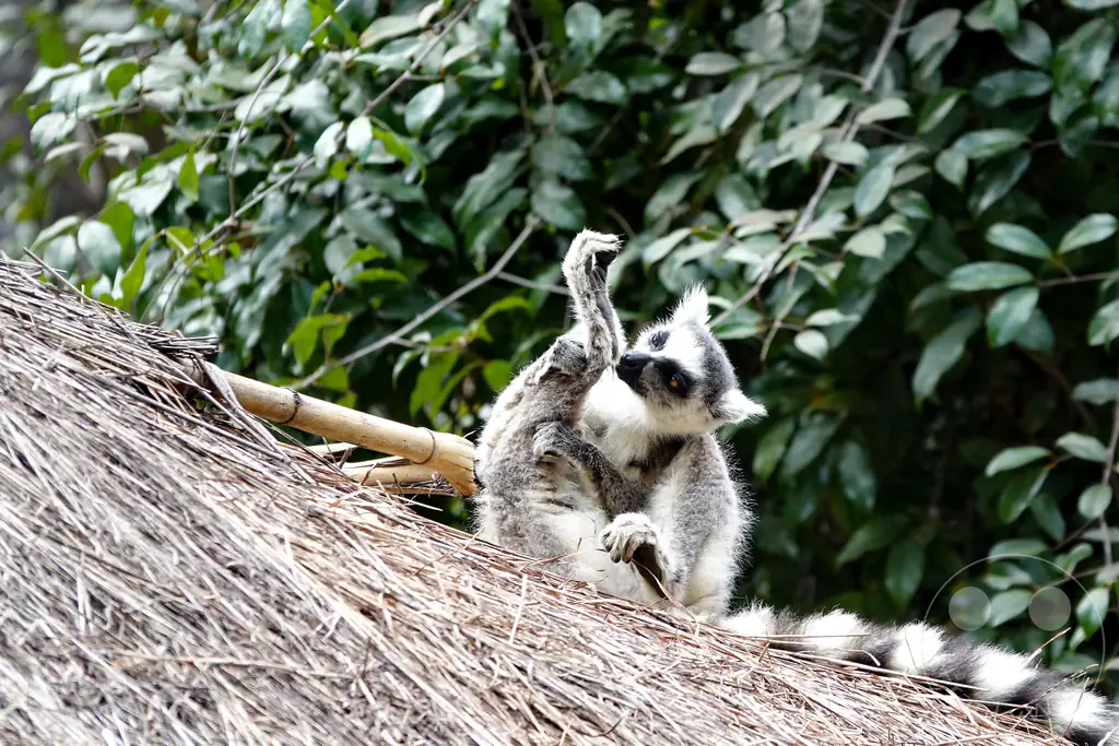 Madagaskar - Isalo National Park - Lemuren - Katta