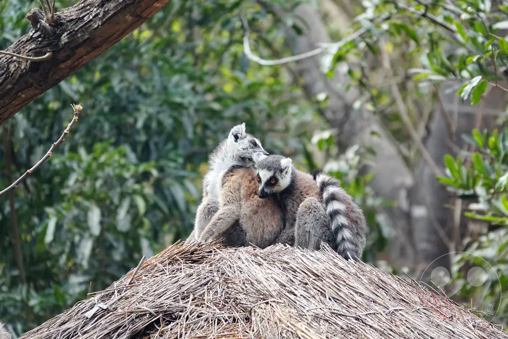 Madagaskar - Isalo National Park - Lemuren - Katta