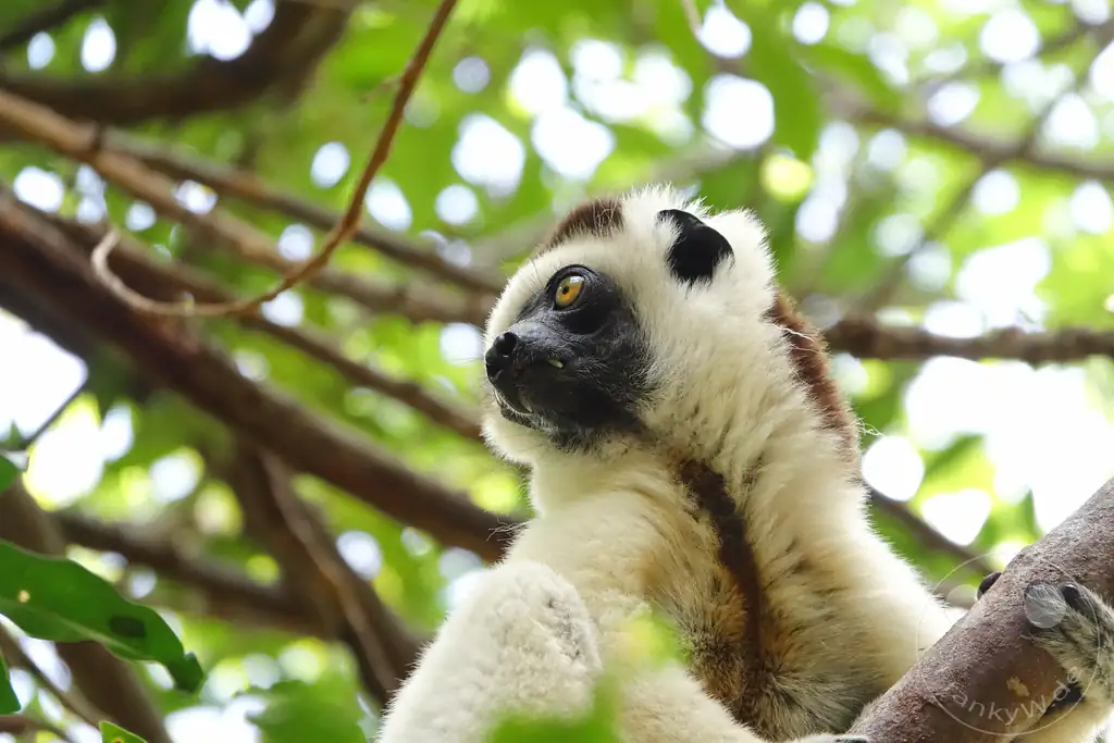 Madagaskar - Isalo National Park - Lemuren - Larvensifaka