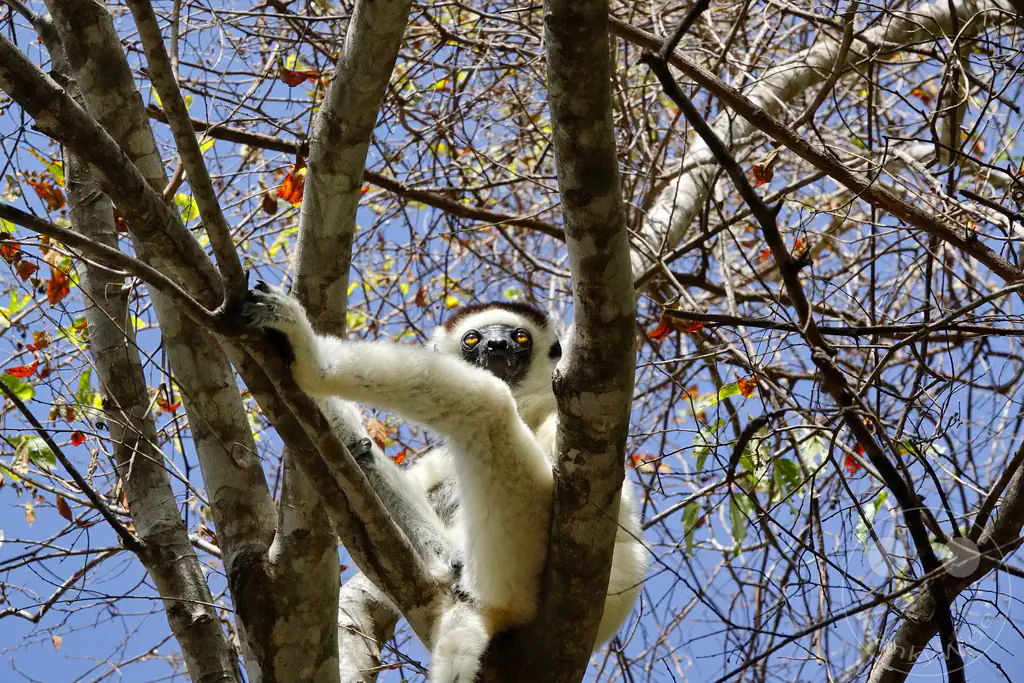 Madagaskar - Isalo National Park - Lemuren - Larvensifaka
