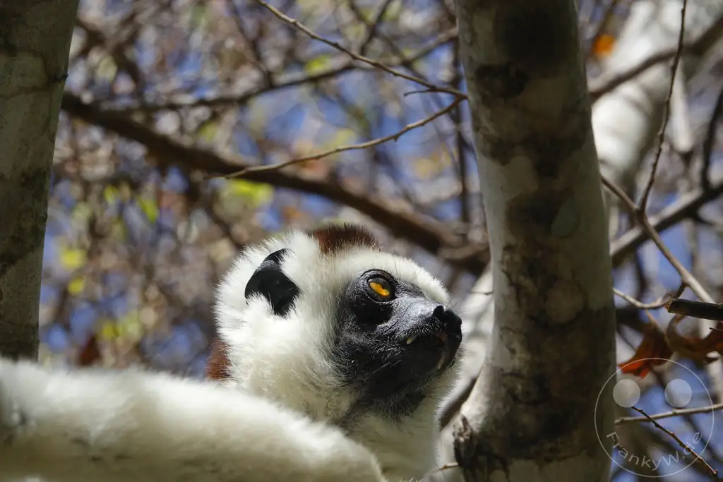 Madagaskar - Isalo National Park - Lemuren - Larvensifaka