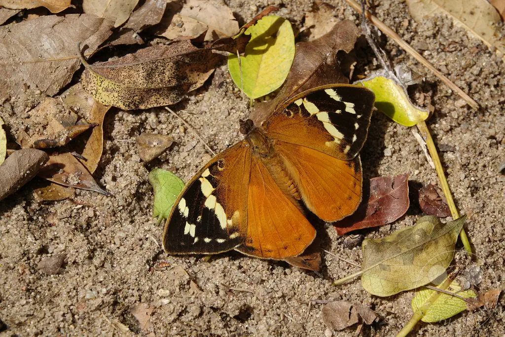 Madagaskar - Isalo National Park - Schmetterling Aterica rabena