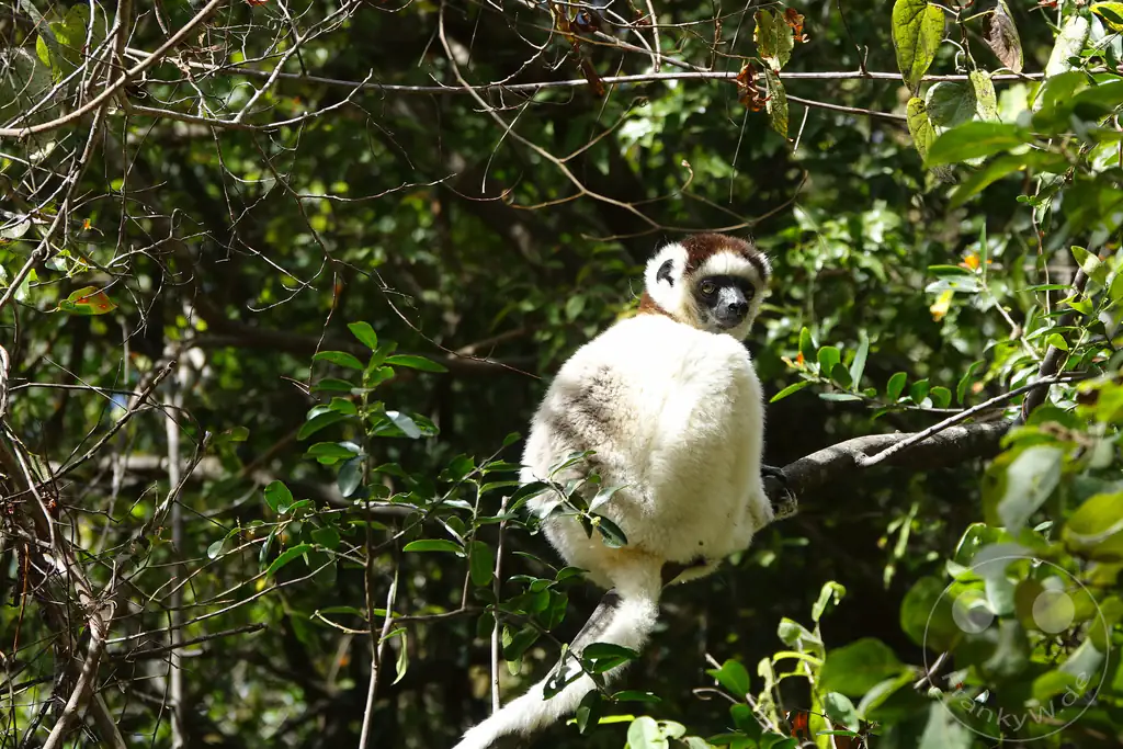 Madagaskar - Isalo National Park - Lemuren - Larvensifaka