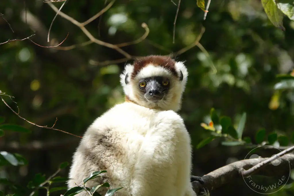 Madagaskar - Isalo National Park - Lemuren - Larvensifaka