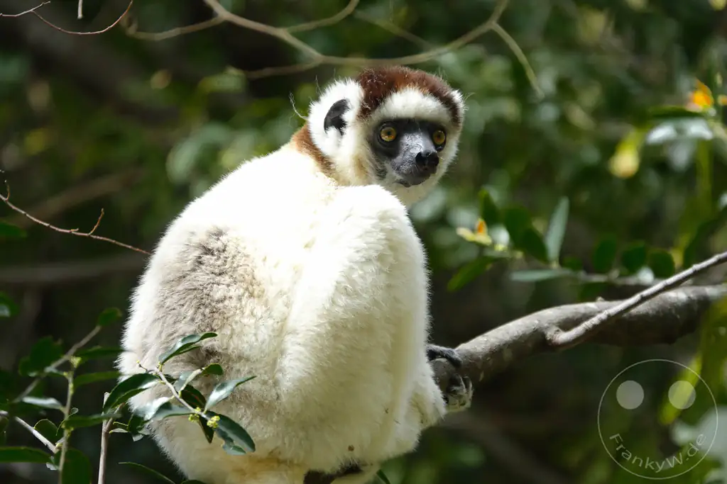 Madagaskar - Isalo National Park - Lemuren - Larvensifaka